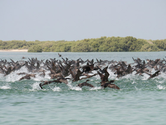 UAE bans import of birds from four countries due to bird flu