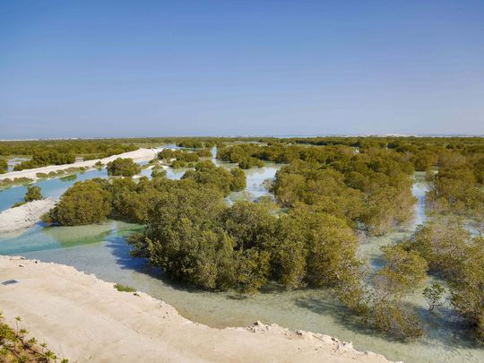 National Day event to showcase UAE’s mangroves, depicting country’s 49-year journey