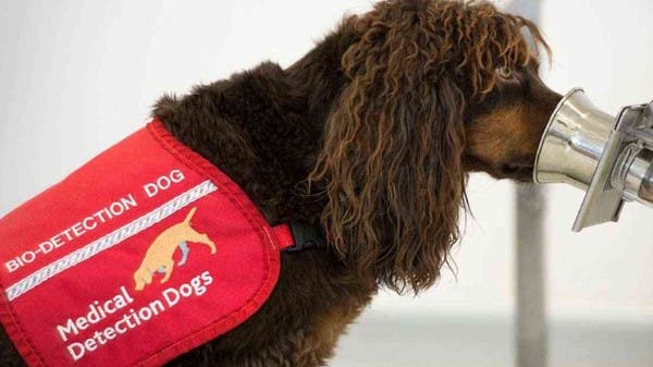 فعّالة بنسبة 94%.. كلاب ألمانية تكتشف كورونا!