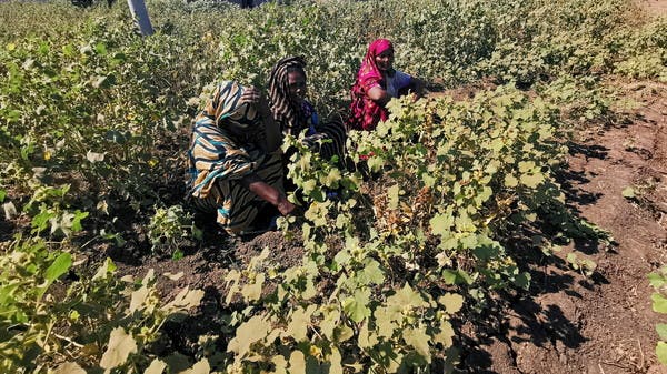 قصة “الفشقة” التي كادت تشعل حرباً بين السودان وإثيوبيا