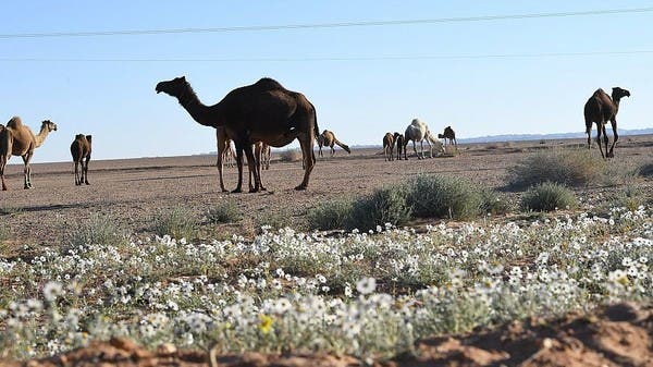 بساط أخضر يتخلله