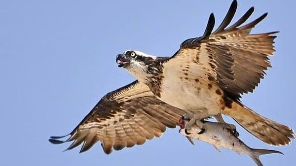 على ساحل “جزيرة تاروت” السعودية.. طائر جارح نادر عالمياً