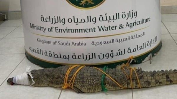 فيديو.. السيطرة على تمساح يتجول بمنطقة القصيم السعودية
