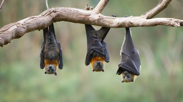 خبر مرعب.. “كورونا” جديدة في الخفافيش قد تصيب البشر